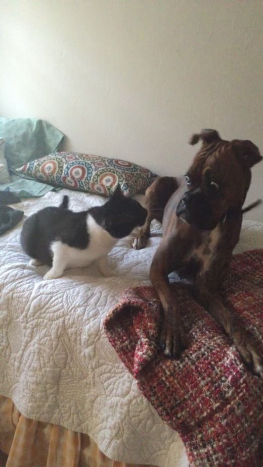 Say Hello To The 32 Most Awkward Dogs Of 2015 (32 pics)