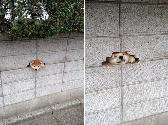Say Hello To The 32 Most Awkward Dogs Of 2015 (32 pics)