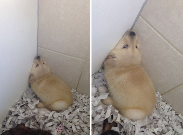 Say Hello To The 32 Most Awkward Dogs Of 2015 (32 pics)