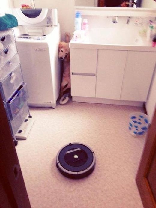 Say Hello To The 32 Most Awkward Dogs Of 2015 (32 pics)