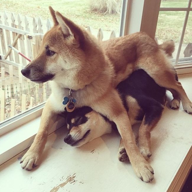Say Hello To The 32 Most Awkward Dogs Of 2015 (32 pics)