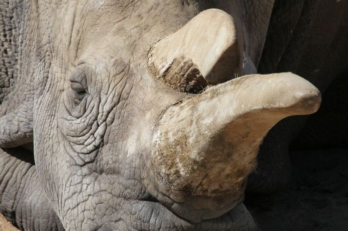 There Are Now Only 3 Living White Rhinos Left On Earth (5 pics)