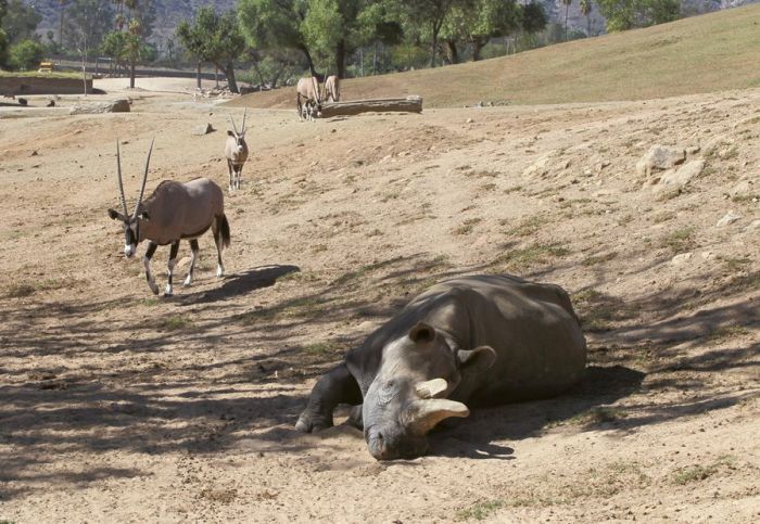 There Are Now Only 3 Living White Rhinos Left On Earth (5 pics)