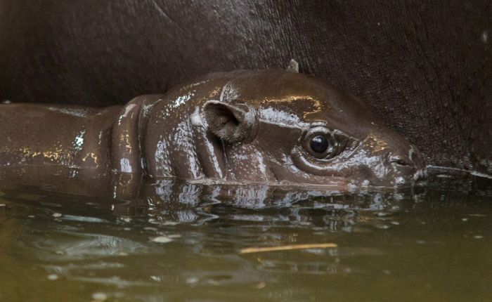 A 3 Week Old Pygmy Hippo Is Stealing The Hearts Of The Internet (17 pics)