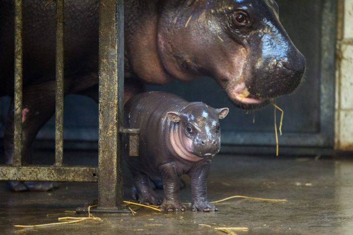 A 3 Week Old Pygmy Hippo Is Stealing The Hearts Of The Internet (17 pics)