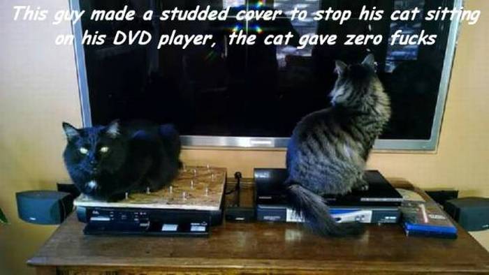 Acid Picdump (106 pics)