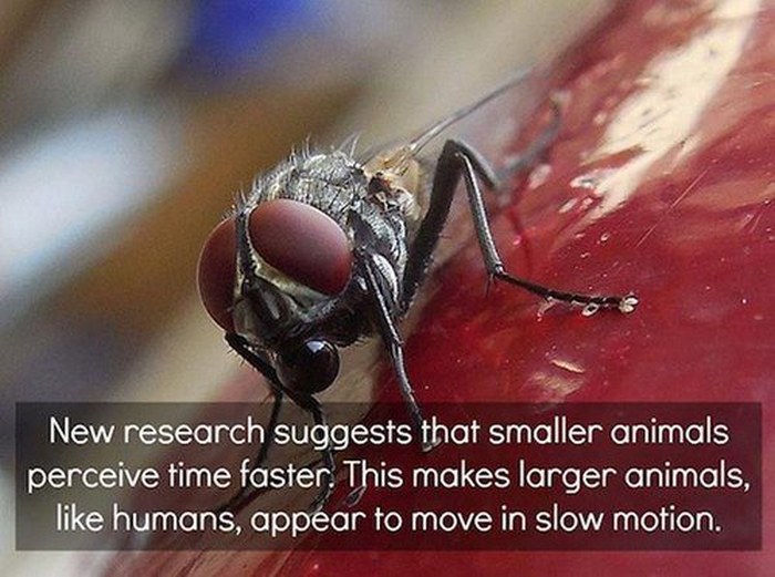 Fun Facts That Will Satisfy Your Thirst For Knowledge (24 pics)