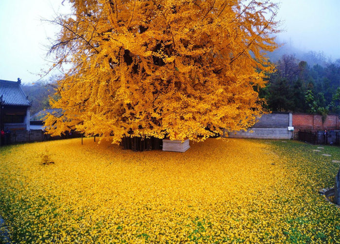 Buddhist Temple Gets A New Look Thanks To A 1,400 Year Old Chinese Ginkgo Tree  (5 pics)
