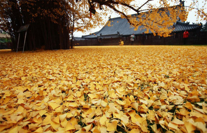 Buddhist Temple Gets A New Look Thanks To A 1,400 Year Old Chinese Ginkgo Tree  (5 pics)
