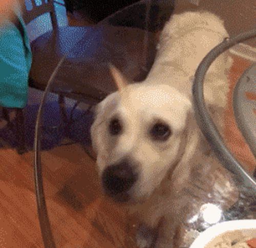 How To Troll Your Pets Effectively (13 gifs)
