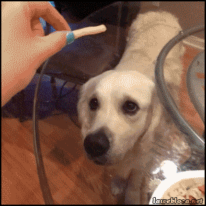 How To Troll Your Pets Effectively (13 gifs)