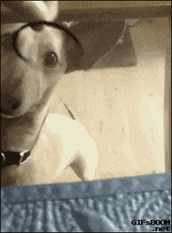 How To Troll Your Pets Effectively (13 gifs)