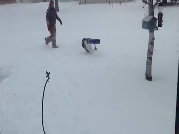 Dogs Discovering Winter. Very Funny Video