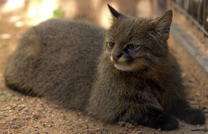 Rare Species Of Wild Cats You've Probably Never Heard Of (21 pics)