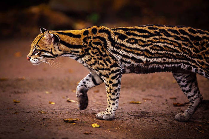 Rare Species Of Wild Cats You've Probably Never Heard Of (21 pics)