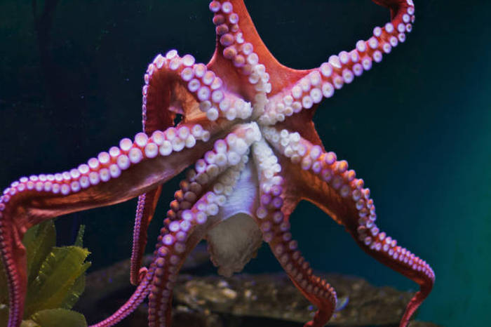 Interesting Facts You Probably Didn't Know About The Octopus (29 pics)