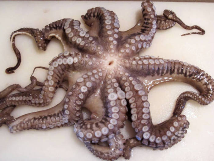 Interesting Facts You Probably Didn't Know About The Octopus (29 pics)