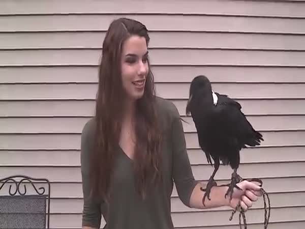 Ravens Can Talk