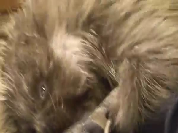 Porcupine Loves Weasel