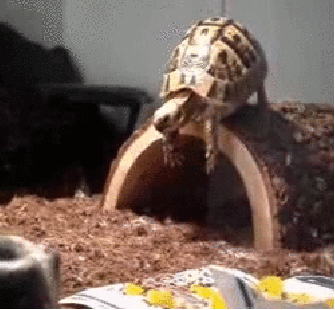 Awesome Moments That Almost Happened (26 gifs)