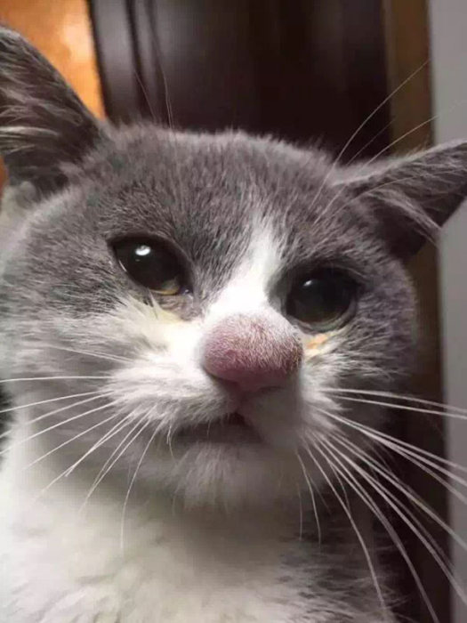 Cats Have Interesting Reactions To Bee Stings (20 pics)
