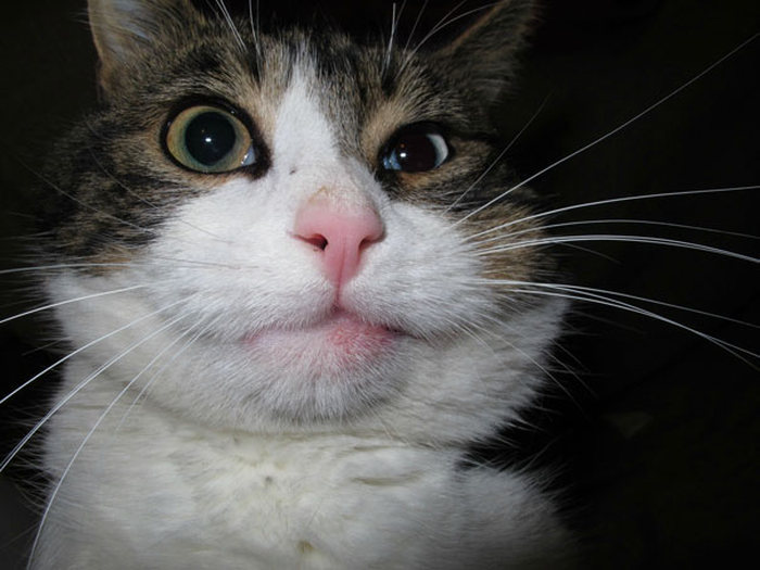 Cats Have Interesting Reactions To Bee Stings (20 pics)