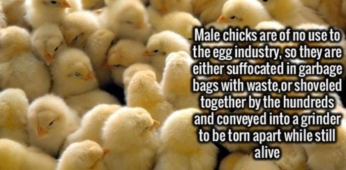 Over The Top And Interesting Facts That Will Blow Your Mind (24 pics)