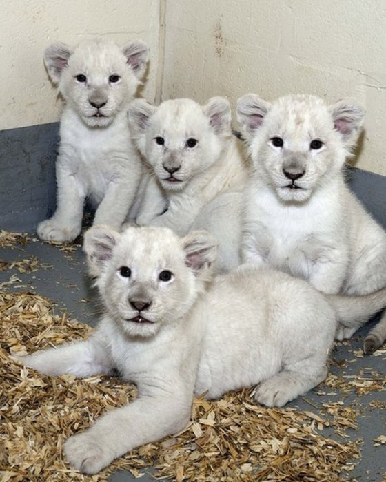 The Toronto Zoo Is Home To The Cutest White Lion Cubs (4 pics + video)