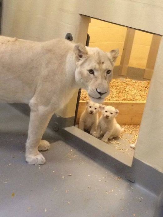 The Toronto Zoo Is Home To The Cutest White Lion Cubs (4 pics + video)