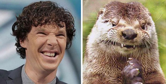 Undeniable Proof That Benedict Cumberbatch Is Definitely An Otter (22 pics)