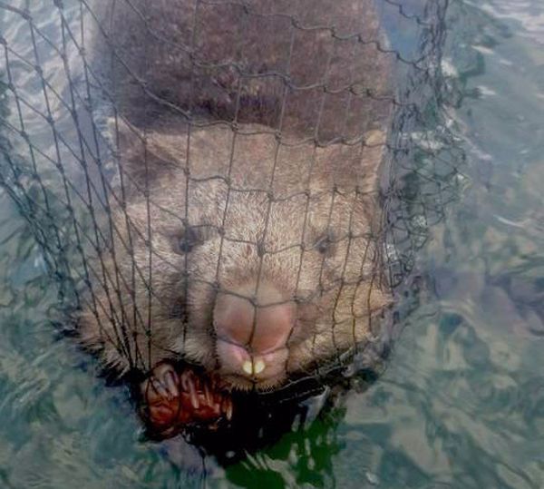 Fishermen Rescue A Struggling Wombat (3 pics)