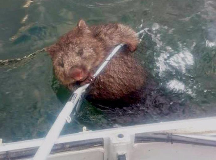 Fishermen Rescue A Struggling Wombat (3 pics)