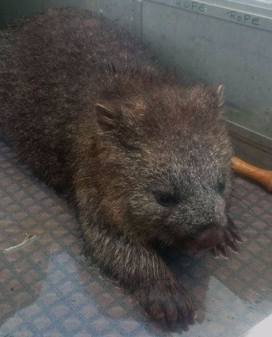 Fishermen Rescue A Struggling Wombat (3 pics)