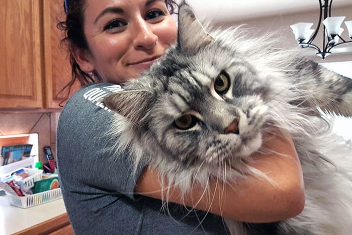 Maine Coon Cats That Are Way Too Big To Be House Cats (29 pics)