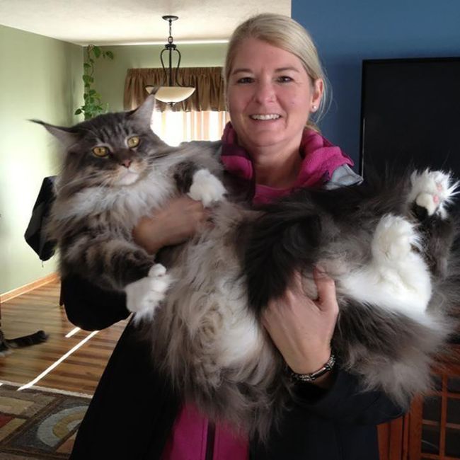 Maine Coon Cats That Are Way Too Big To Be House Cats (29 pics)