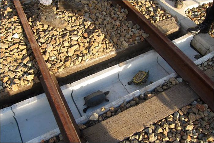 Japan Is Building A Tunnel So Turtles Can Cross The Railroad Tracks (3 pics)