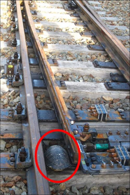 Japan Is Building A Tunnel So Turtles Can Cross The Railroad Tracks (3 pics)