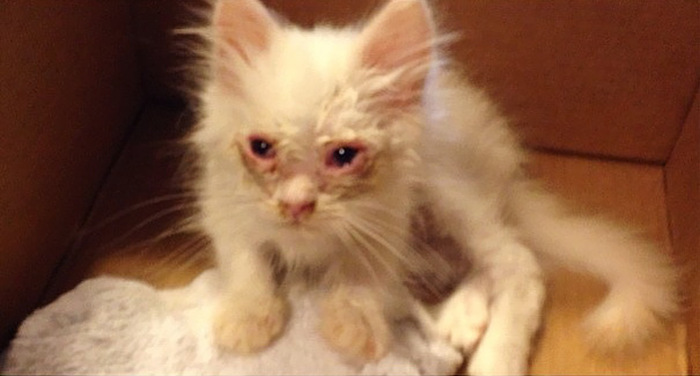 Family Adopts Fluffy Kitten From The Side Of The Road (11 pics)