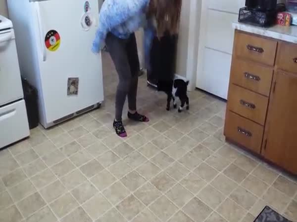 Baby Pygmy Goat Copies Hopping
