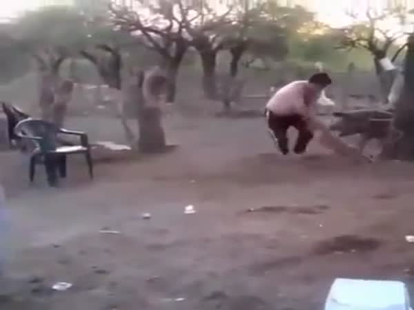 Pig Protects a Piglet