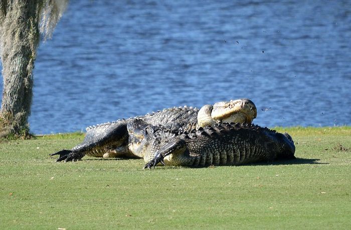 Two Alligators Engage In Battle On A Florida Golf Course (7 pics)