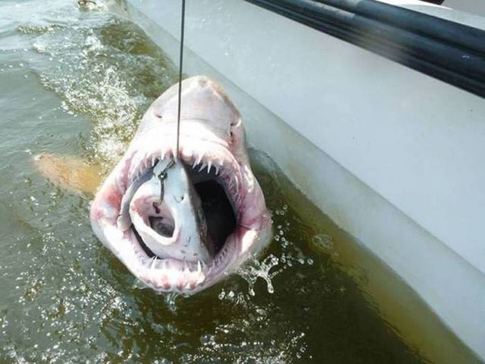 Acid Picdump (107 pics)