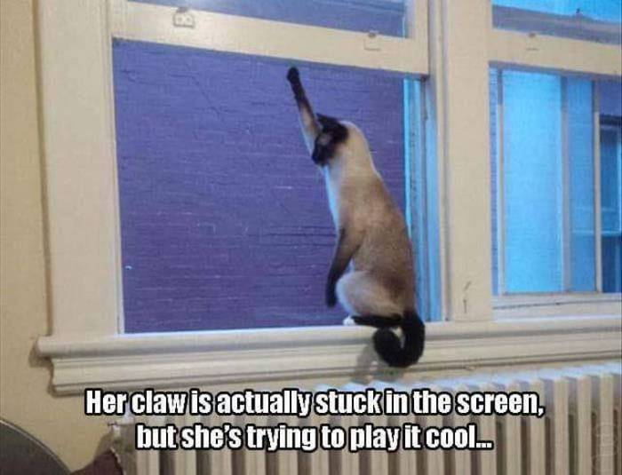 Acid Picdump (107 pics)