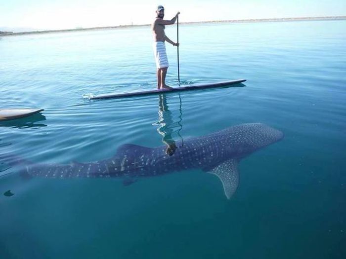 Acid Picdump (107 pics)