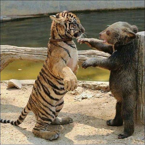 Acid Picdump (145 pics) Acid Picdump (145 pics)