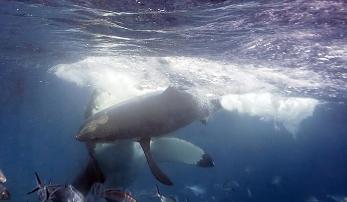 Photographer Captures Intense Battle Between Two Violent Sharks (4 pics)
