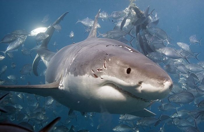Photographer Captures Intense Battle Between Two Violent Sharks (4 pics)