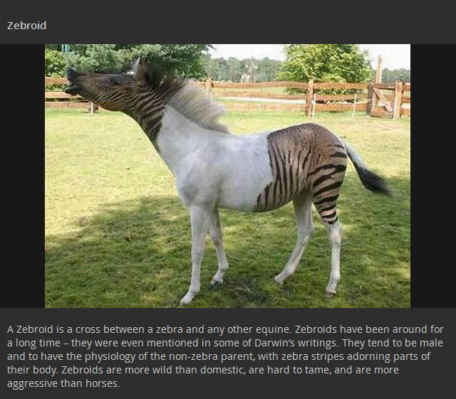 Animal Hybrids That You Won't Believe Actually Exist (17 pics)