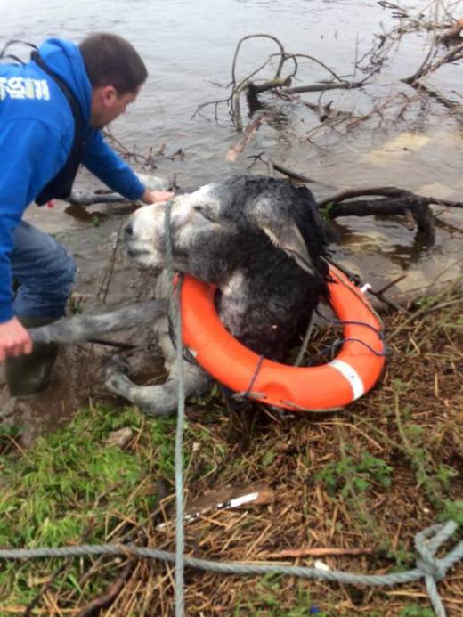 Donkey Gets Rescued During Big Flood In Ireland (2 pics)