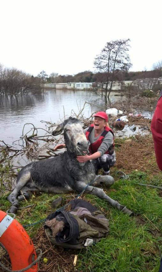 Donkey Gets Rescued During Big Flood In Ireland (2 pics)